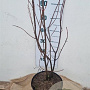 Acer rubrum 80-100 cm 7,5L