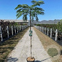 Albizia julibr. Tropical Dream 175-225 12L 150 cm stam