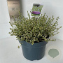 Ceanothus Cool Blue 30-40 cm 5,0L