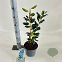 Ilex 'Nellie R. Stevens' 40-50 cm 3,0L