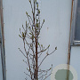 Magnolia l. 'Nigra' 125-150 cm 25L vertakt
