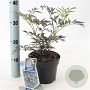 Sambucus nigra Black Lace 30-40 cm 2,0L