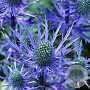 Eryngium 'Big Blue' GM P9