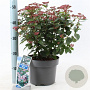 Viburnum tin. Spirit 35-45 cm 5,0L