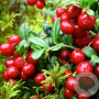 Vaccinium vitis-id. 'Red Candy' 12-15 cm P12