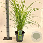 Miscanthus sin. 'Strictus' 50-80 cm 6,5L