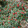 Cotoneaster sal. 'Gnom' GM 1.5