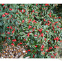Cotoneaster sal. 'Parkteppich' GM 1.5