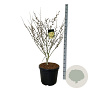 Hamamelis int. 'Arnold Promise' 100-125 cm cont. 55L extra