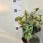 Osmanthus heter. 'Goshiki' 20-25 cm 2,0L