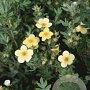 Potentilla f. 'Maanelys' GM 1.5