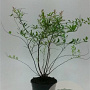 Spiraea arguta GM 1.5