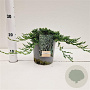Juniperus h. 'Wiltonii' 25-30 cm 2,5L