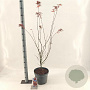 Acer pal. 'Red Pygmy' 40-50 cm 10L