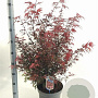 Acer pal. 'Shaina' 40-50 cm 10L