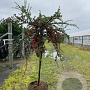 Cotoneaster apiculatus 'Blackburn' 90 cm stam 10L 2jr.kroon