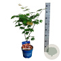 Acer North Wind 40-50 cm 3,0L