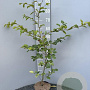 Fagus sylvatica 80-100 cm 3,0L