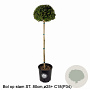 Ilex crenata Dark Green 80 cm stam 12L potgekweekt