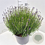Lavandula ang. 'Essence Purple' 30-40 cm 10L
