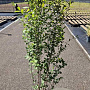 Ligustrum ovalifolium 125-150 cm 10L