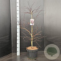 Acer pal. 'Garnet' 80-100 cm 10L