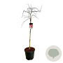 Acer pal. 'Garnet' 100 cm stam 30L