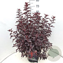 Physocarpus opulif. All Black 60-80 cm 10L
