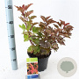 Physocarpus opulif. Magic Ball 30-40 cm 3,0L