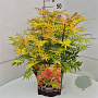 Sorbaria sorbif. 'Sem' 40-50 cm 10L