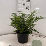 Dryopteris affinis 20-25 cm 2,0L
