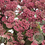 Sedum t. Seduction Rose Charm GM 2,0L