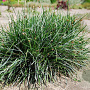 Sesleria caerulea GM 2,0L