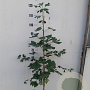 Ginkgo biloba 80-100 cm 4,0L gebonden