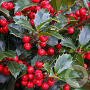 Ilex meservea 'Heckenfee' 100-120 cm met kluit