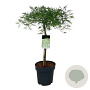 Acer pal. 'Dissectum' 50 cm stam 14L