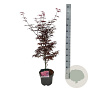Acer pal. 'Skeeter's Broom' 50-60 cm 4,5L