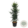Ilex aquipernyi Dragon Lady 225-250 cm cont. 90L extra
