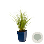 Carex 'Phoenix Green' GM  P11