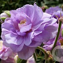 Geranium pr. 'Summer Skies' GM  P11