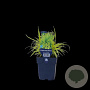 Hakonechloa macra 'All Gold' GM  P11
