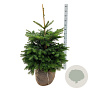 Abies nordmanniana 80-100 cm met kluit extra