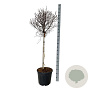 Betula pendula 'Magical Globe' 90 cm stam 30L