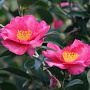 Camellia sasanqua 'Kanjiro' 150-175 cm 45L meerstammig