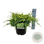 Juniperus squamata 'Holger' 30-40 cm 6,5L
