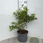 Berberis julianae 30-40 cm 5,0L