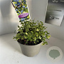 Ceanothus El Dorado 10 cm 2,0L