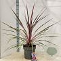 Cordyline 'Can Can' 70-80 cm 12L