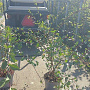 Cotoneaster lacteus 80-100 cm 5,0L