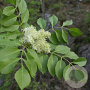 Fraxinus e. 'Spectabilis' 100-125 cm 20L